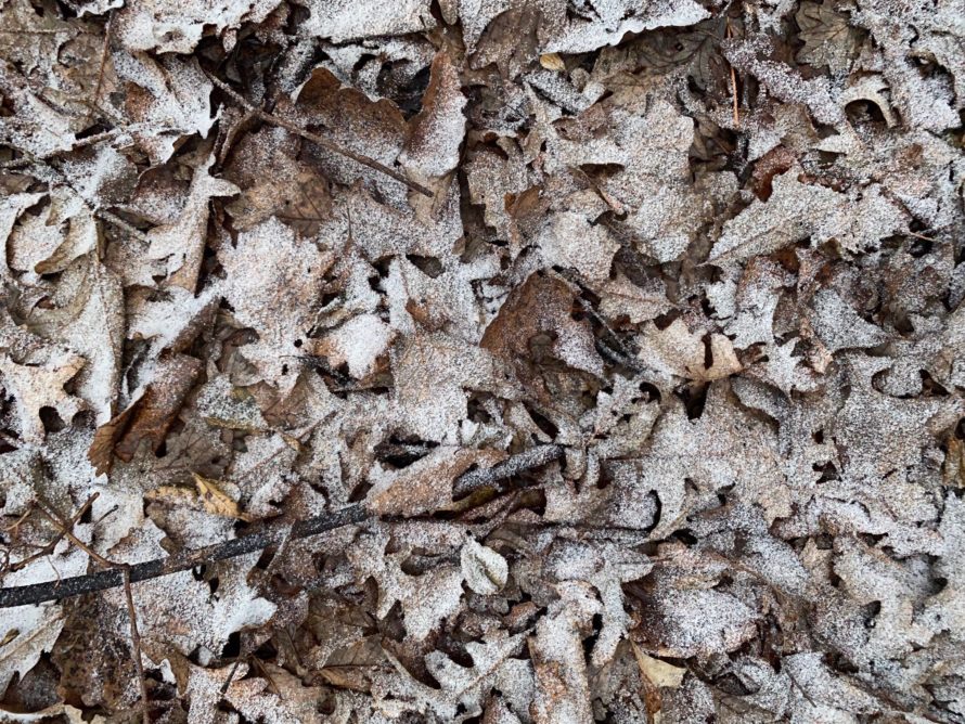 Dr, Candace Love - Telehealth Leaves in winter